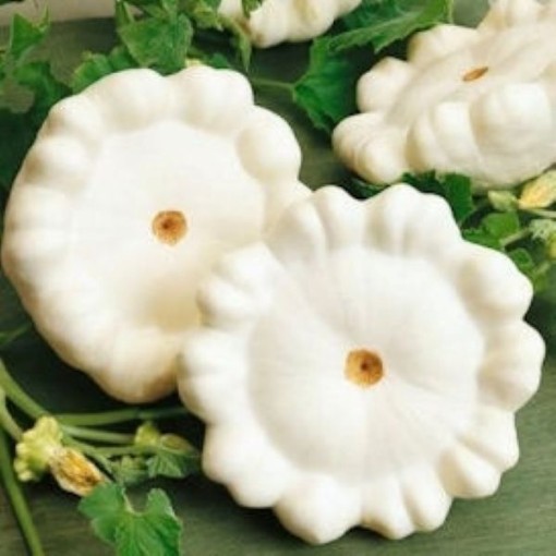 Early White Bush Scallop Squash SQ16-25