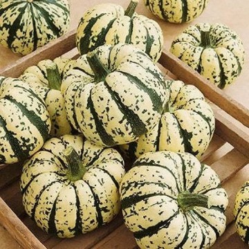 Sweet Dumpling Squash Seeds