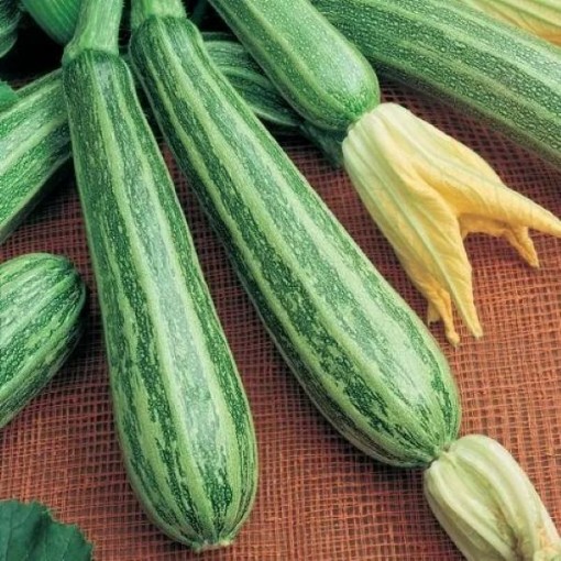 Cocozelle Zucchini Squash SQ26-25