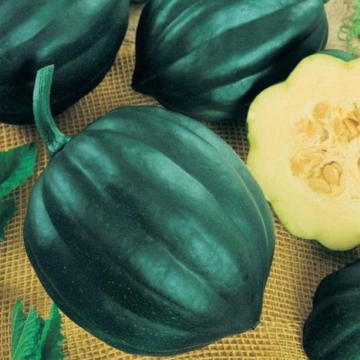 Table Queen Squash SQ32-25