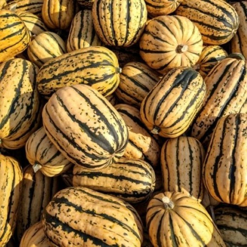 Sugar Loaf Hessel Squash SQ36-25