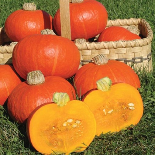 Sunshine Squash SQ39-25