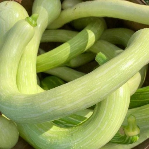 Tromboncino Zucchini Squash SQ40-25