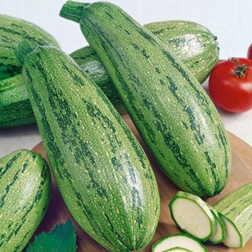 Caserta Zucchini Squash SQ46-25