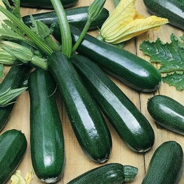Dark Green Zucchini Squash Seeds