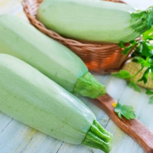 Lebanese White Bush Squash SQ48-25