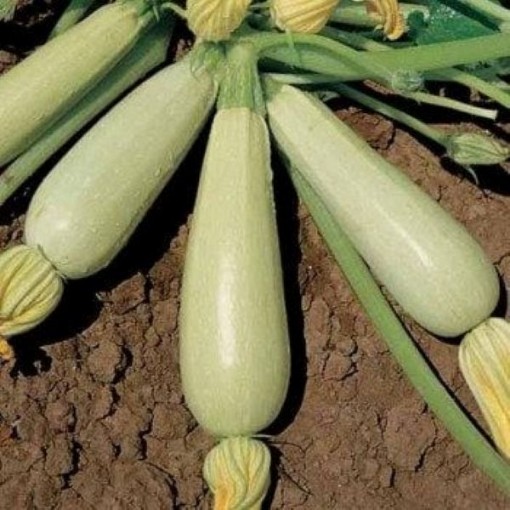 Vegetable Marrow White Squash SQ50-25