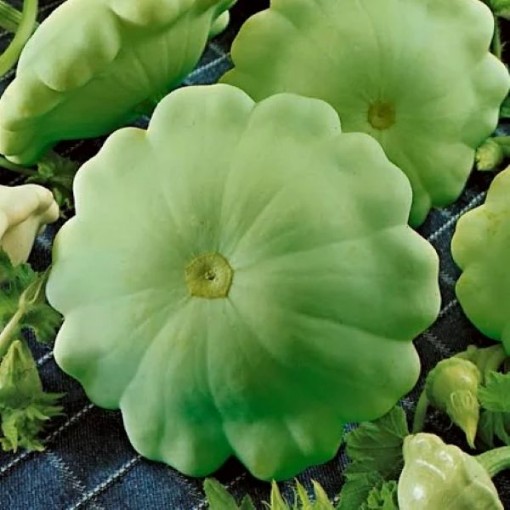 Peter Pan Squash SQ53-25