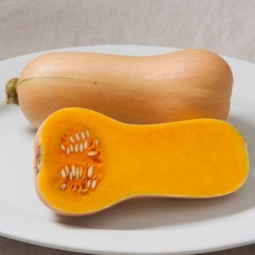 Early Butternut Squash SQ61-25