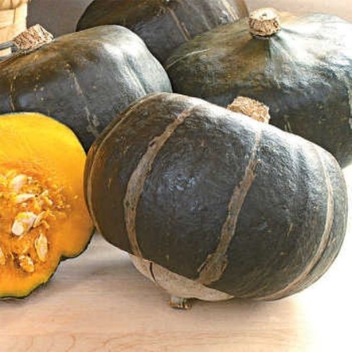 Bonbon Squash SQ65-25