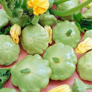 Benning's Green Tint Squash Seeds
