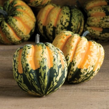 Squash from United States of America, Squash Originating from United ...