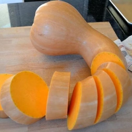 Neck Pumpkin Squash SQ70-10