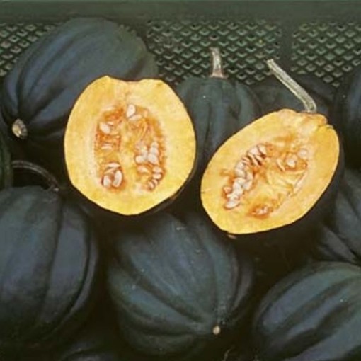 Table Ace Squash SQ72-25