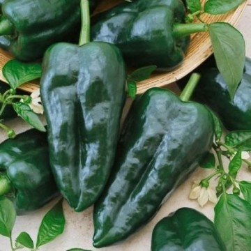 Ancho Grande Pepper Seeds