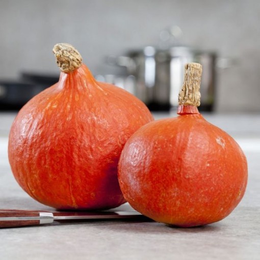 Red Kuri Squash SQ79-25