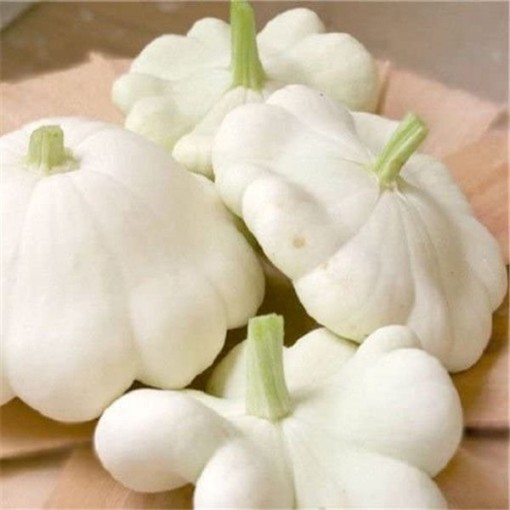 Scallop White Squash SQ83-25