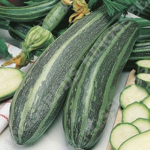 Vegetable Marrow Green Squash SQ87-25