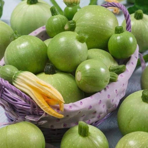 Ronde de Nice Squash SQ92-25