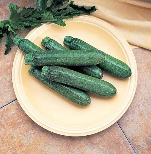 Cashflow Squash SQ103-10