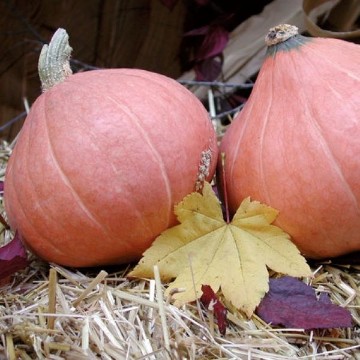 Gold Nugget Squash Seeds