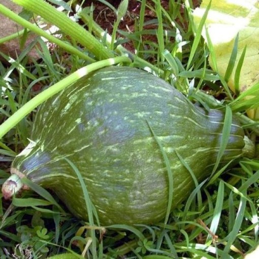 Baby Green Hubbard Squash SQ108-25
