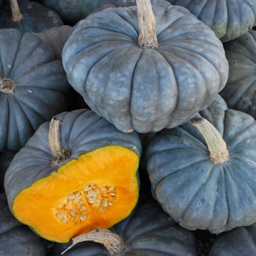 Queensland Blue Squash SQ111-25