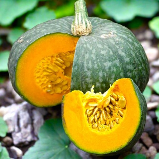 Kabocha Squash SQ113-25