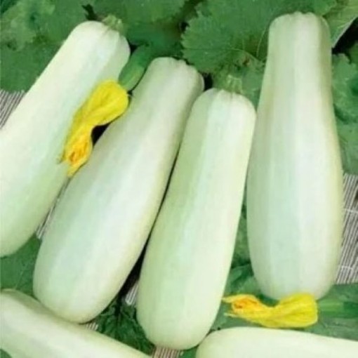 White Zucchini Squash SQ114-25