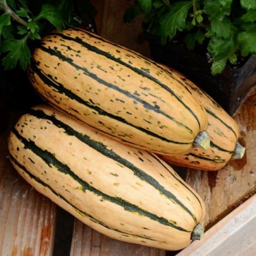 Honey Boat Squash SQ117-25