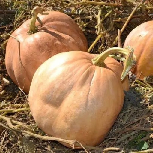 Upper Ground Sweet Potato Squash SQ119-10
