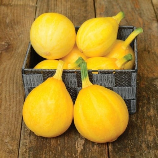 Lemon Squash SQ124-25