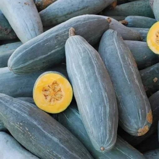 Guatemalan Blue Banana Squash SQ125-25