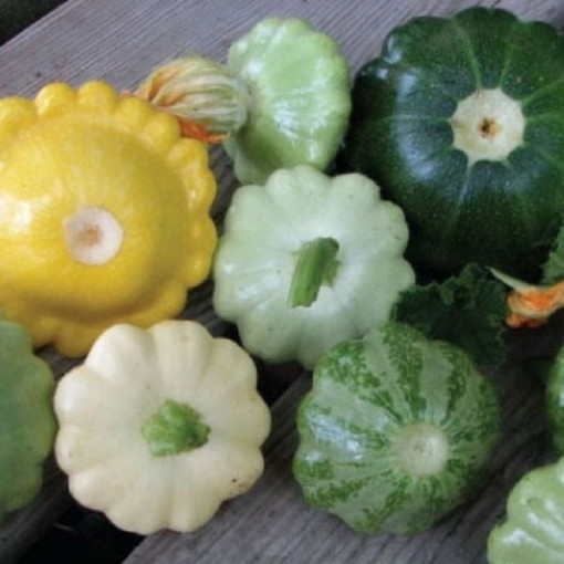 Scallop Blend Bush Squash SQ129-25