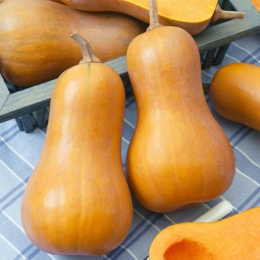 Honeynut Squash SQ130-25