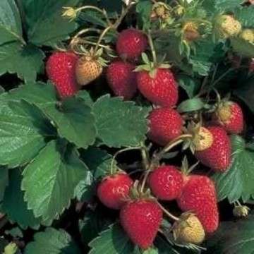Italian Alpine Strawberry Seeds