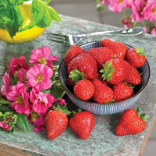 Summer Breeze Cherry Blossom Strawberry ST3-15