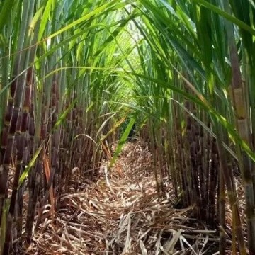 Rox Orange Sugar Cane Seeds