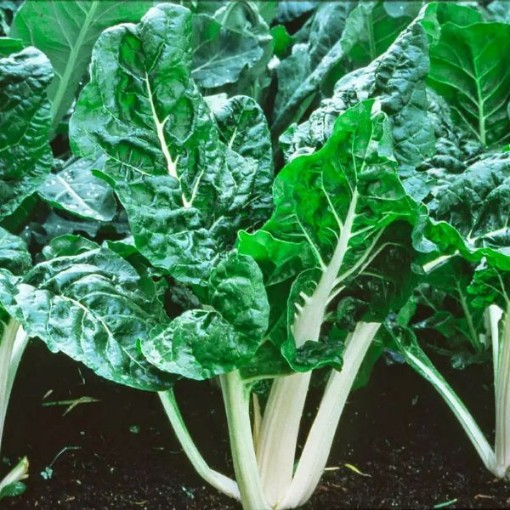Lucullus Swiss Chard SW3-100