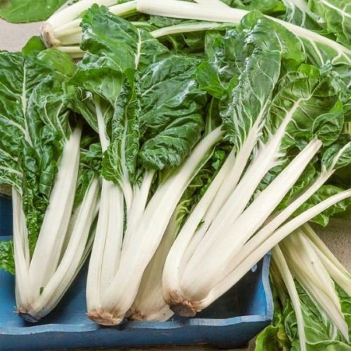 Large White Ribbed Swiss Chard SW5-100