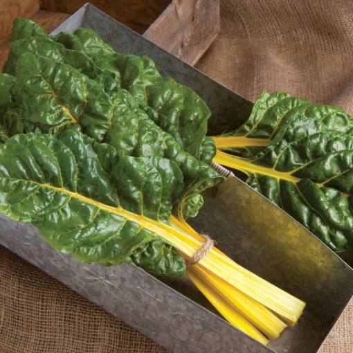 Bright Yellow Swiss Chard SW6-100