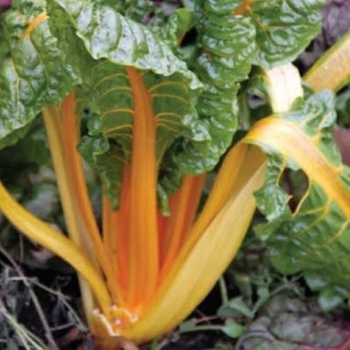 Orange Fantasia Swiss Chard SW7-100