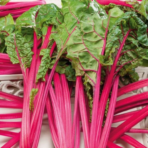 Pink Lipstick Swiss Chard SW8-100