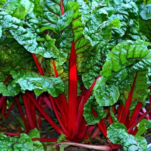 Red Ruby Swiss Chard SW10-100