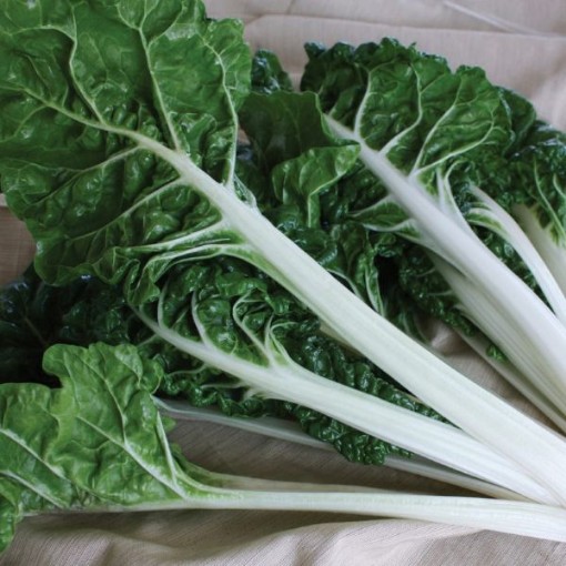 Silverado Swiss Chard SW12-100