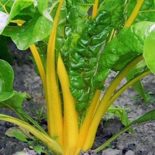 Canary Swiss Chard SW13-100