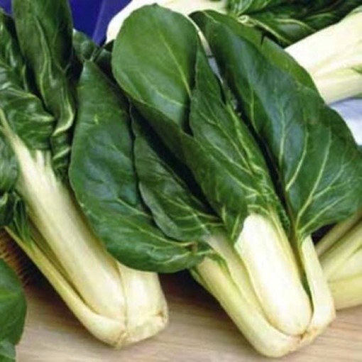 Barese Swiss Chard SW14-100
