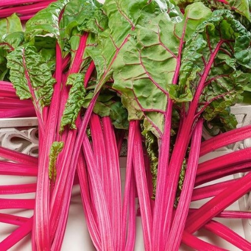 Flamingo Swiss Chard SW23-100
