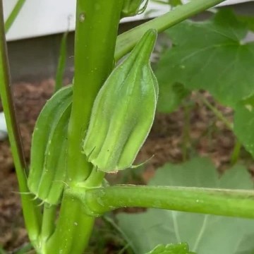 Beck's Big Buck Okra Seeds