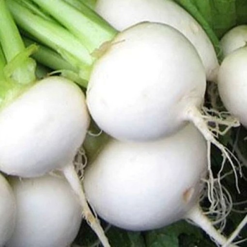 White Egg Turnips TP5-500